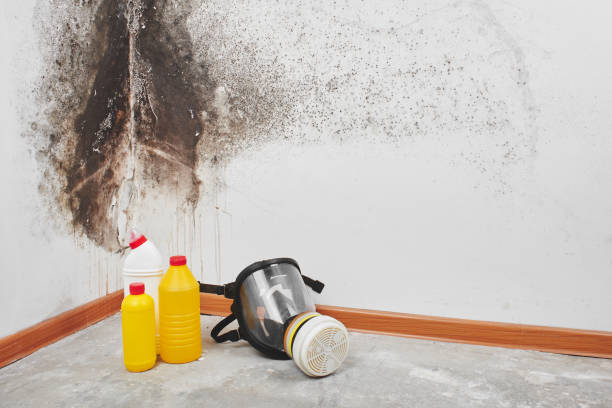 Best Emergency Mold Removal  in Pigeon, MI