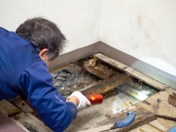 Best Emergency Mold Removal  in Pigeon, MI
