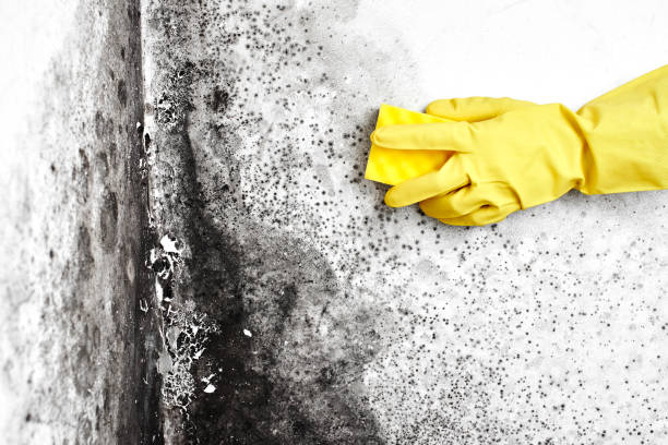 Best Office Mold Removal Services  in Pigeon, MI