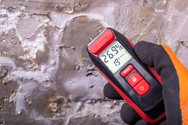 Best Same-Day Mold Removal  in Pigeon, MI