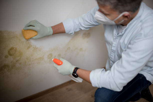 Best Black Mold Removal  in Pigeon, MI