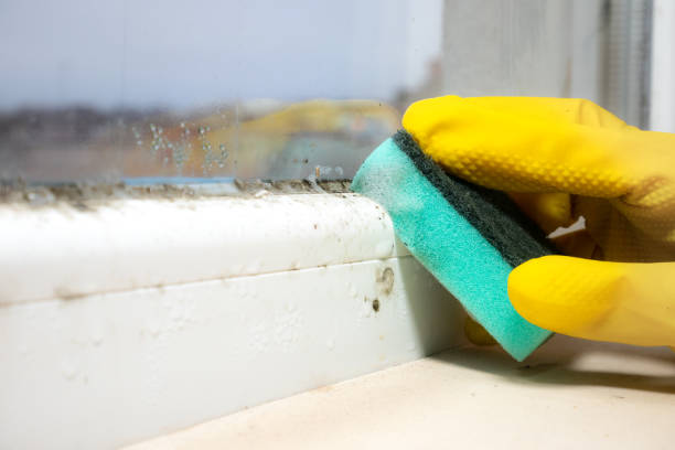 Best Local Mold Removal Service  in Pigeon, MI