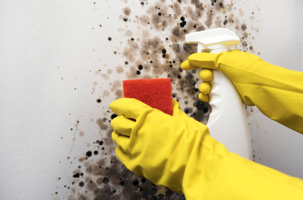 Best Mold Remediation  in Pigeon, MI