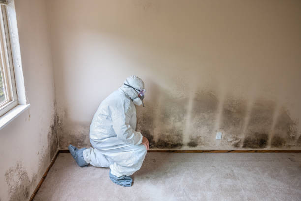 Pigeon, MI Mold Removal Company