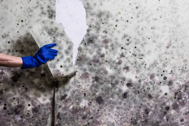Best Water Damage Restoration  in Pigeon, MI