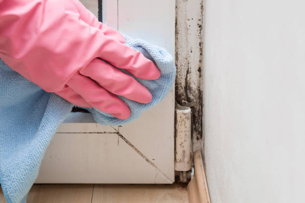 Best Commercial Mold Removal  in Pigeon, MI