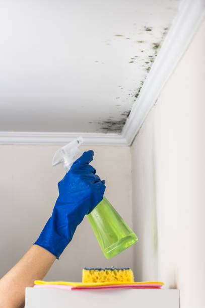 Crawl Space Mold Removal in Pigeon, MI