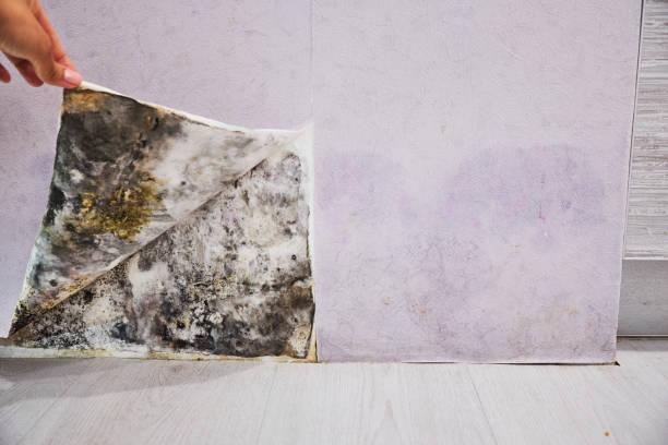 Best Attic Mold Removal  in Pigeon, MI